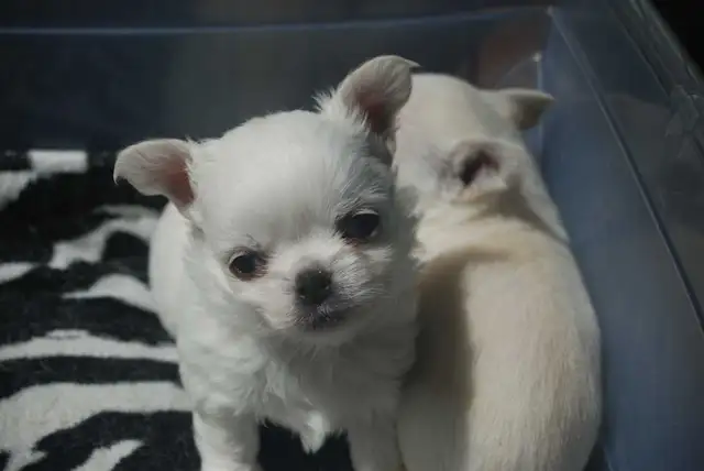 chihuahuas femelles et mâles - Photo 5