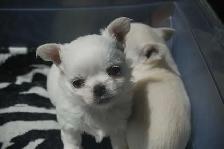chihuahuas femelles et mâles - Photo 5