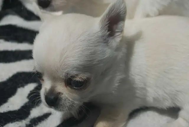 chihuahuas femelles et mâles - Photo 6