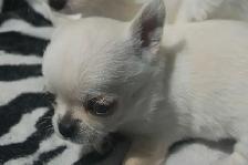 chihuahuas femelles et mâles - Photo 6