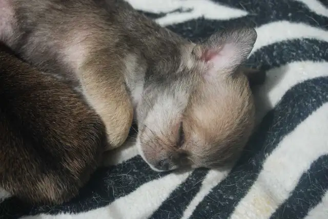 chihuahuas femelles et mâles - Photo 7