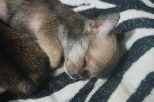 chihuahuas femelles et mâles - Photo 7