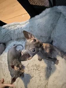 Sphynx kittens
