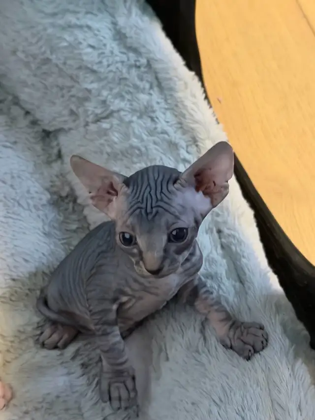 Sphynx kittens - Photo 3