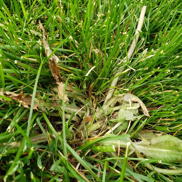 Dandelion DEAD! By Ray’s Weed Control Services