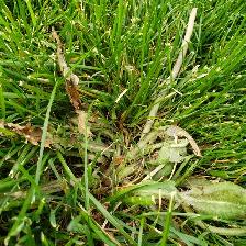 Dandelion DEAD! By Ray’s Weed Control Services