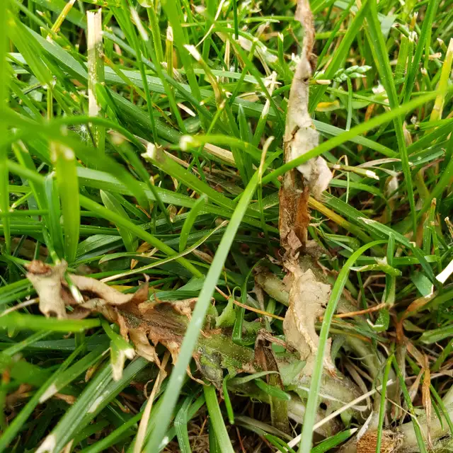 Dandelion DEAD! By Ray’s Weed Control Services - Photo 2
