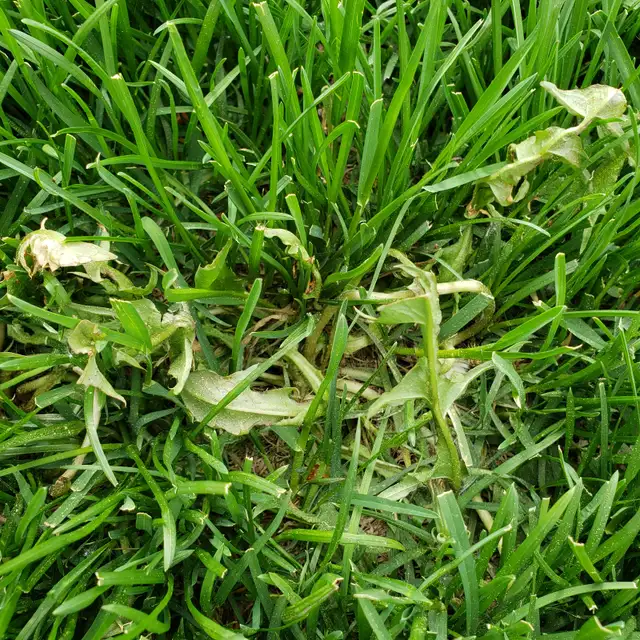 Dandelion DEAD! By Ray’s Weed Control Services - Photo 3