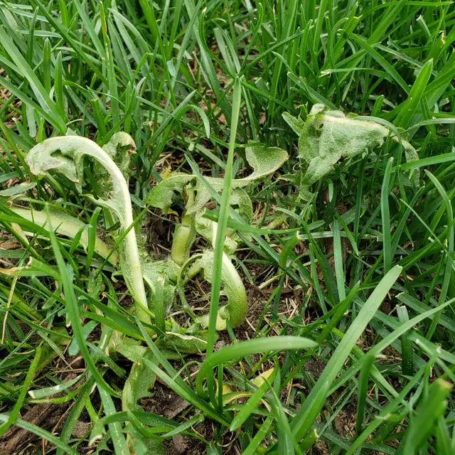 Dandelion DEAD! By Ray’s Weed Control Services - Photo 4