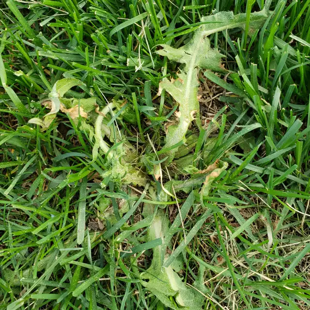 Dandelion DEAD! By Ray’s Weed Control Services - Photo 5