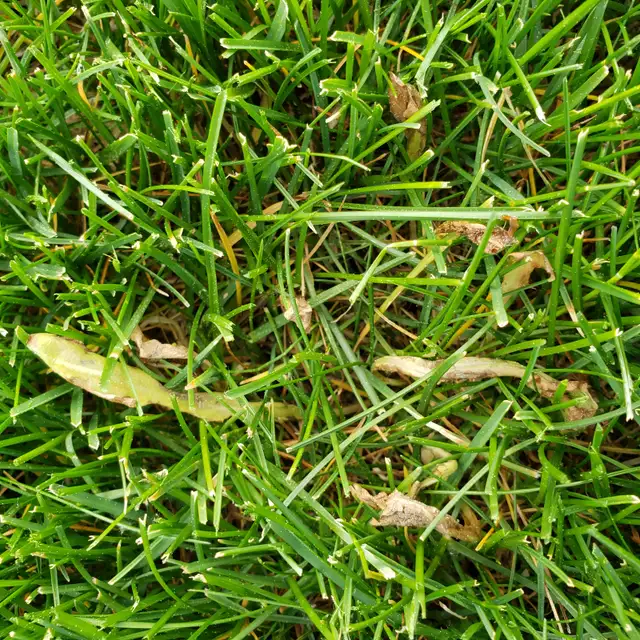 Dandelion DEAD! By Ray’s Weed Control Services - Photo 6