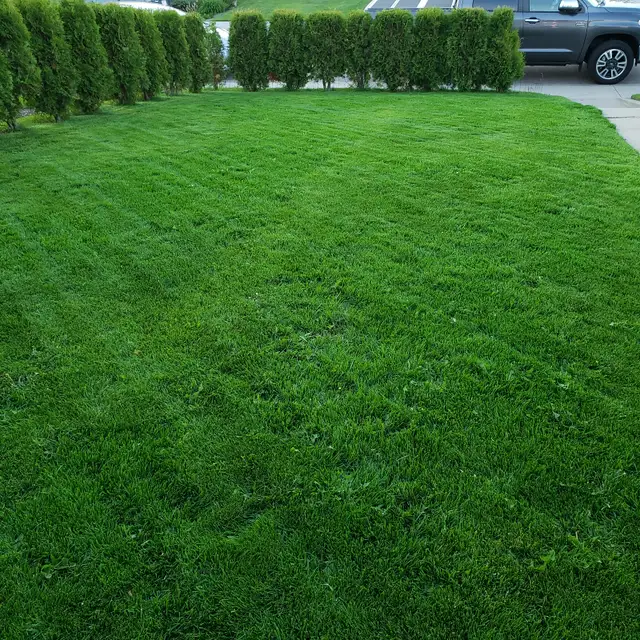 Dandelion DEAD! By Ray’s Weed Control Services - Photo 7