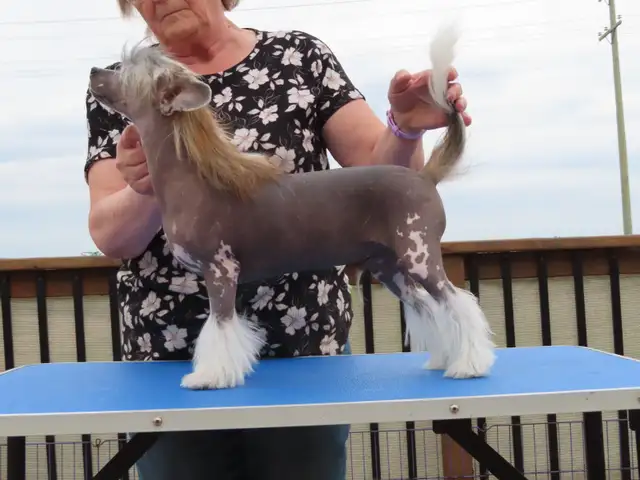 CKC registered Chinese Crested