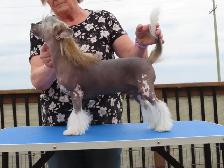 CKC registered Chinese Crested