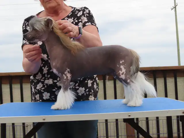 CKC registered Chinese Crested - Photo 2