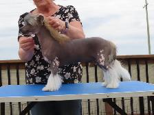 CKC registered Chinese Crested - Photo 2
