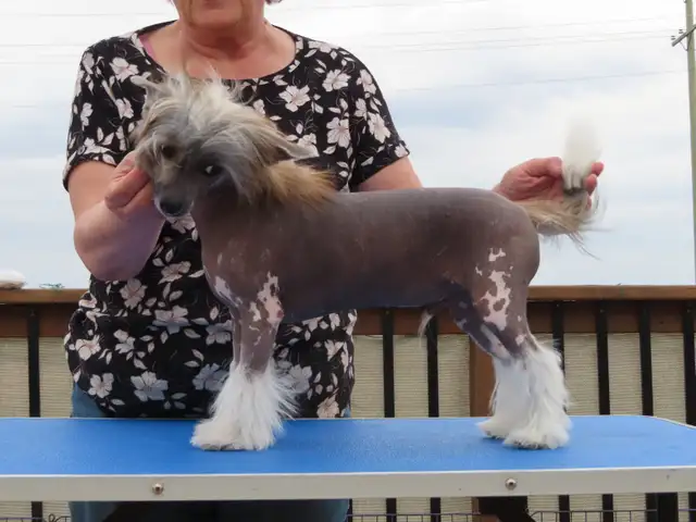 CKC registered Chinese Crested - Photo 3