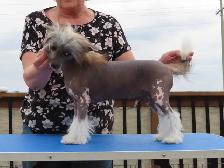 CKC registered Chinese Crested - Photo 3