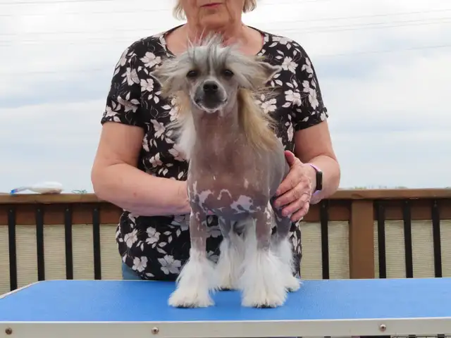 CKC registered Chinese Crested - Photo 4