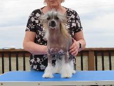 CKC registered Chinese Crested - Photo 4