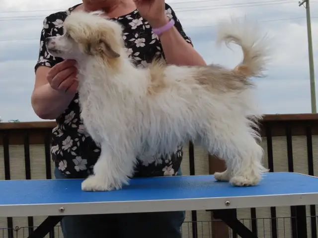 CKC registered Chinese Crested - Photo 5