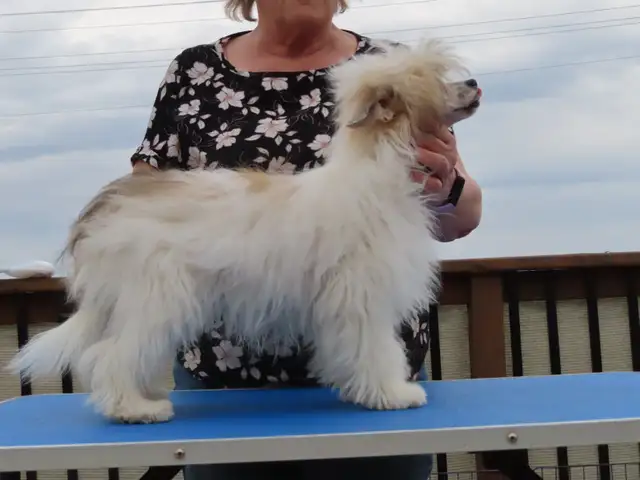 CKC registered Chinese Crested - Photo 6
