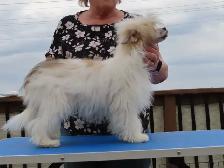 CKC registered Chinese Crested - Photo 6
