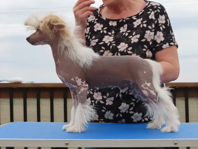 CKC registered Chinese Crested - Photo 8