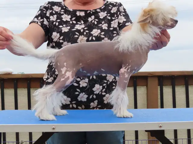 CKC registered Chinese Crested - Photo 9