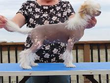 CKC registered Chinese Crested - Photo 9