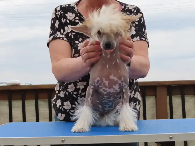 CKC registered Chinese Crested - Photo 10