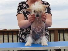 CKC registered Chinese Crested - Photo 10