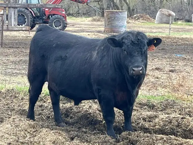 2 Year Old Angus Bull for Sale