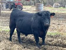 2 Year Old Angus Bull for Sale