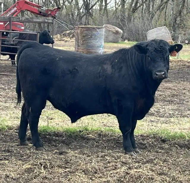 2 Year Old Angus Bull for Sale - Photo 2