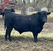 2 Year Old Angus Bull for Sale - Photo 2