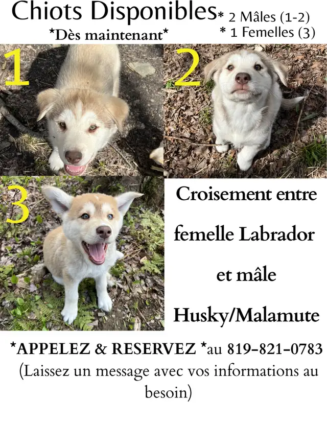 Chiot Labrador & Husky/Malamute Puppies