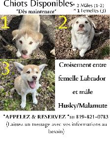 Chiot Labrador & Husky/Malamute Puppies