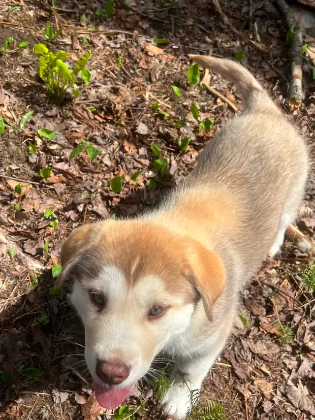 Chiot Labrador & Husky/Malamute Puppies - Photo 2