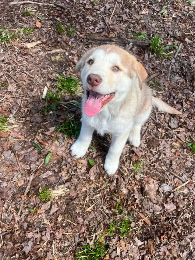 Chiot Labrador & Husky/Malamute Puppies - Photo 3