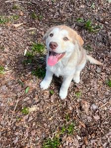Chiot Labrador & Husky/Malamute Puppies - Photo 3