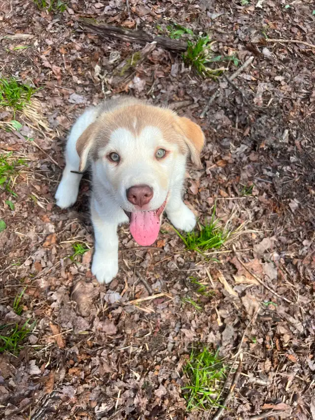 Chiot Labrador & Husky/Malamute Puppies - Photo 4