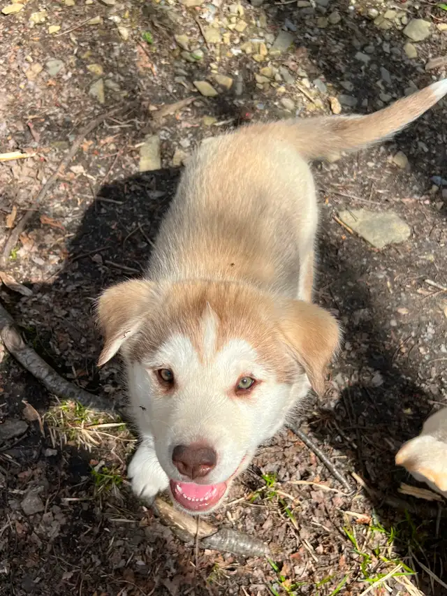 Chiot Labrador & Husky/Malamute Puppies - Photo 5