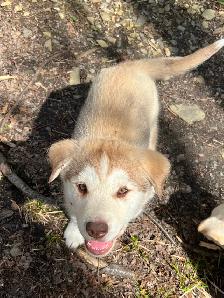 Chiot Labrador & Husky/Malamute Puppies - Photo 5