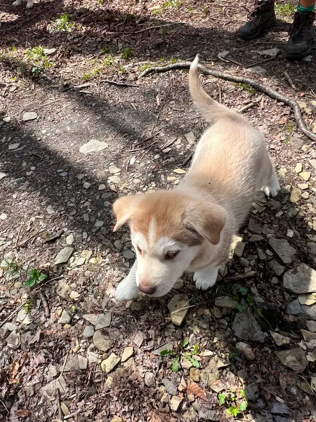 Chiot Labrador & Husky/Malamute Puppies - Photo 6