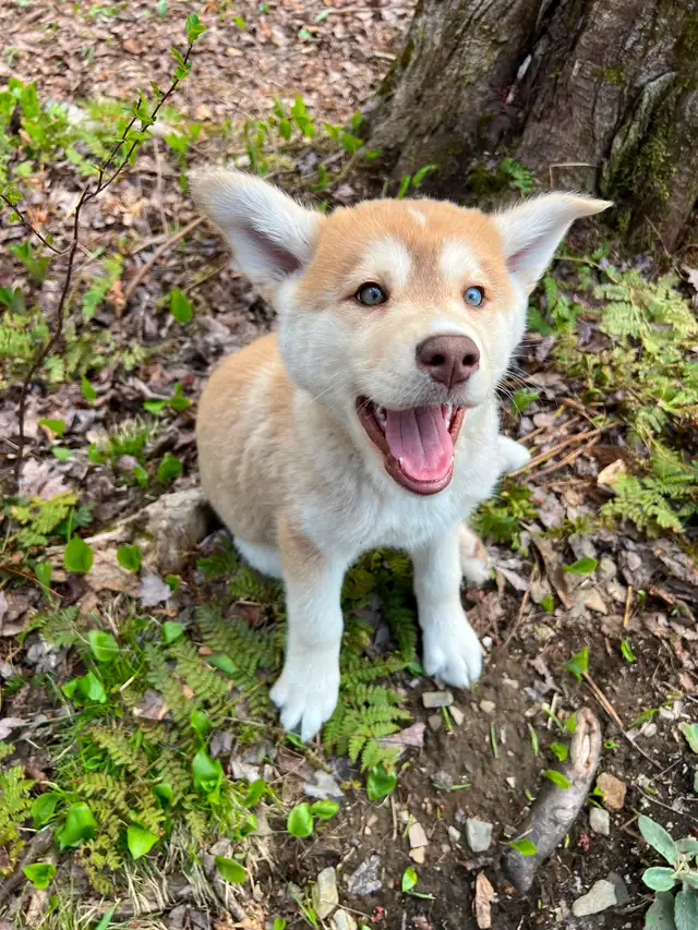 Chiot Labrador & Husky/Malamute Puppies - Photo 8