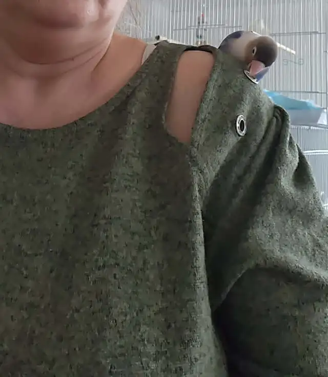 PLUSIEURS OISEAUX INSÉPARABLES AVEC OU SANS CAGES SEMI APPRIVOIS