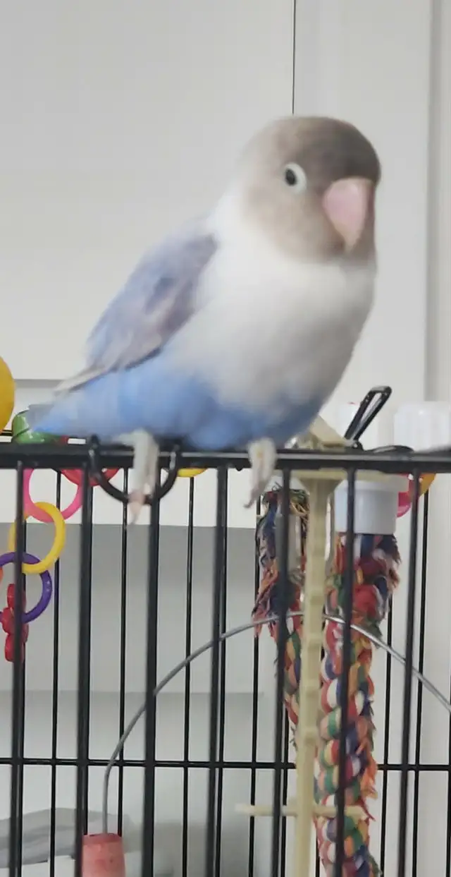 PLUSIEURS OISEAUX INSÉPARABLES AVEC OU SANS CAGES SEMI APPRIVOIS - Photo 2