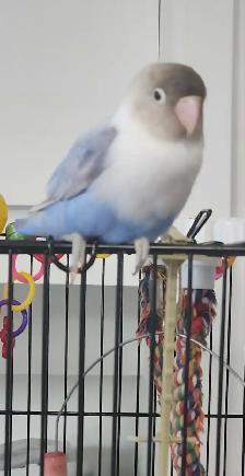 PLUSIEURS OISEAUX INSÉPARABLES AVEC OU SANS CAGES SEMI APPRIVOIS - Photo 2