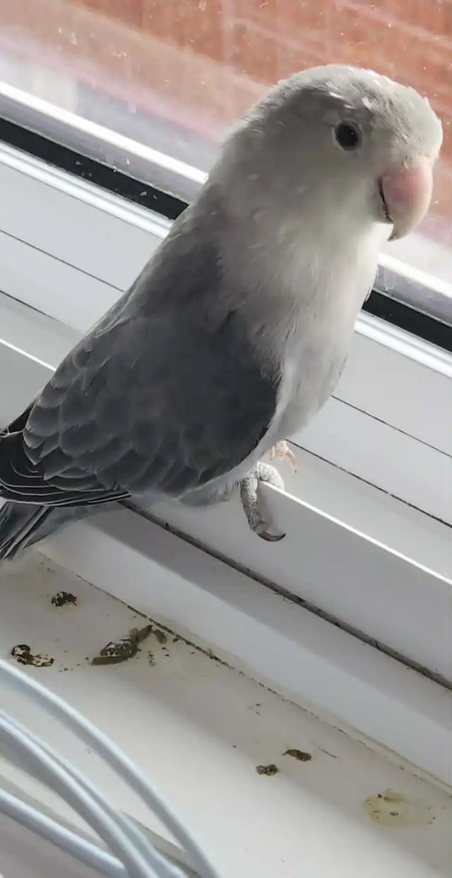 PLUSIEURS OISEAUX INSÉPARABLES AVEC OU SANS CAGES SEMI APPRIVOIS - Photo 3